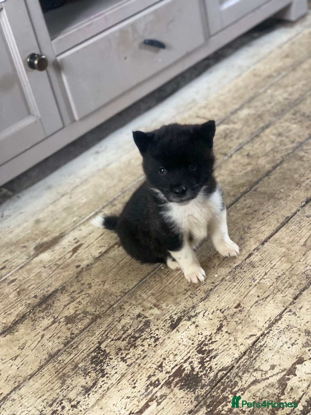 Akita dogs for sale: Chunky American Akita puppies - Advert 10