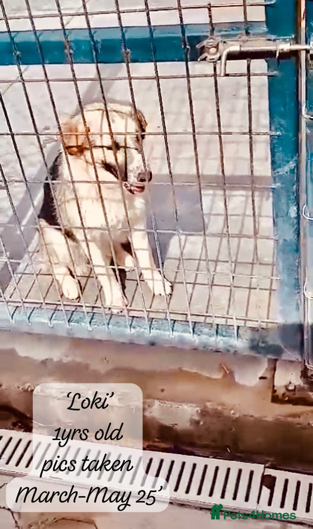 Mixed Breed dogs for adoption: Loki, 1 yr old, male. Reserved stc.  in Brixham - Image 5