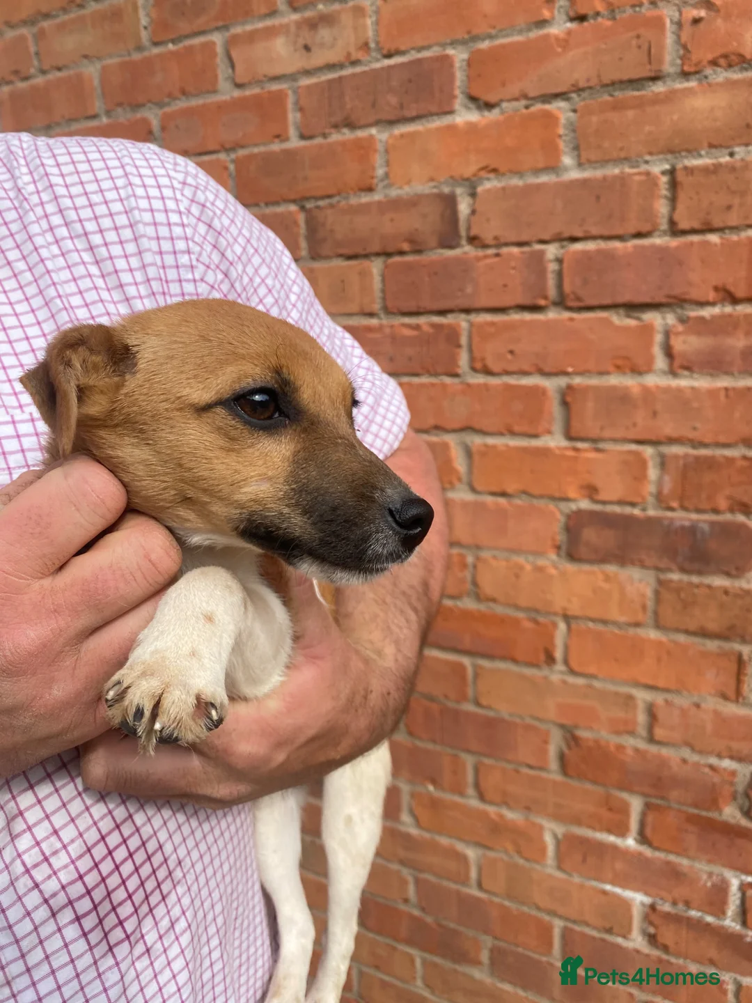 Jack Russell dogs for sale: 5 month Jack Russell Terrier  - Advert 4