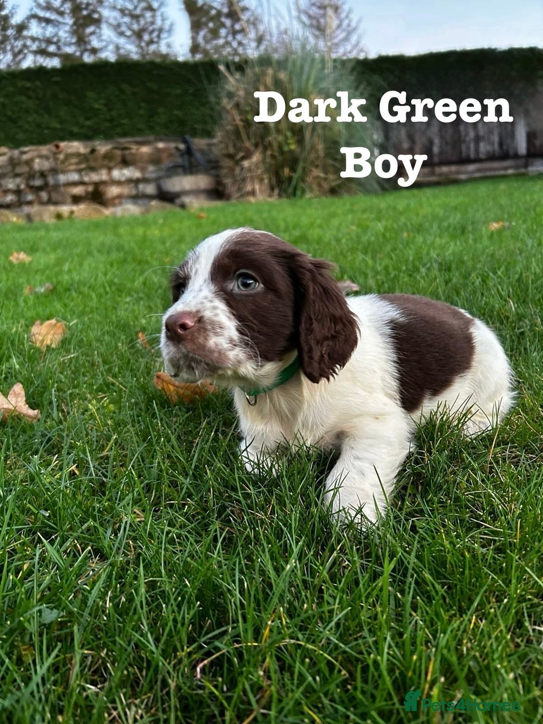 Sprocker dogs for sale: Sprocker spaniel puppies  - Advert 9