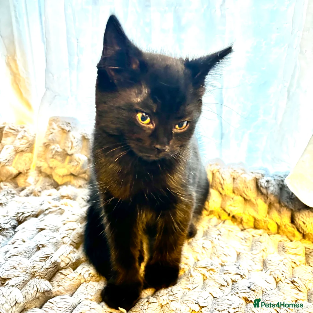 Mixed Breed cats for sale: Fluffy, playful kittens - Advert 8