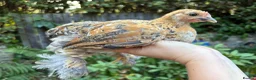 Chickens poultry for sale: Trio bantam pullets  - Advert 5