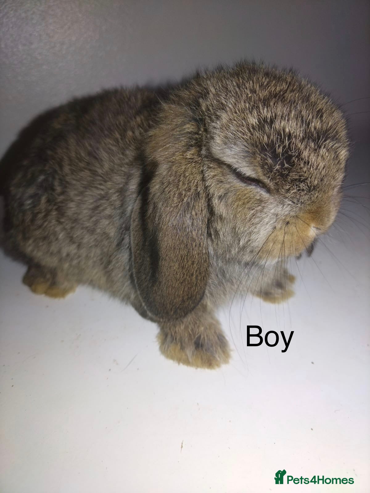 Lionhead rabbits for sale: mini lops  ready to leave now !  - Advert 2