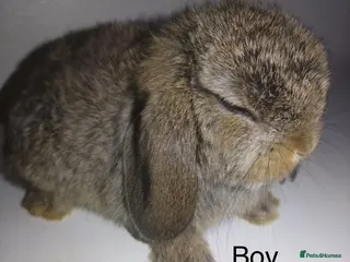 Lionhead rabbits for sale: mini lops ready to leave now ! - Advert 2