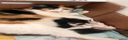 British Longhair cats for sale: Small kittens available now in london - Advert 10