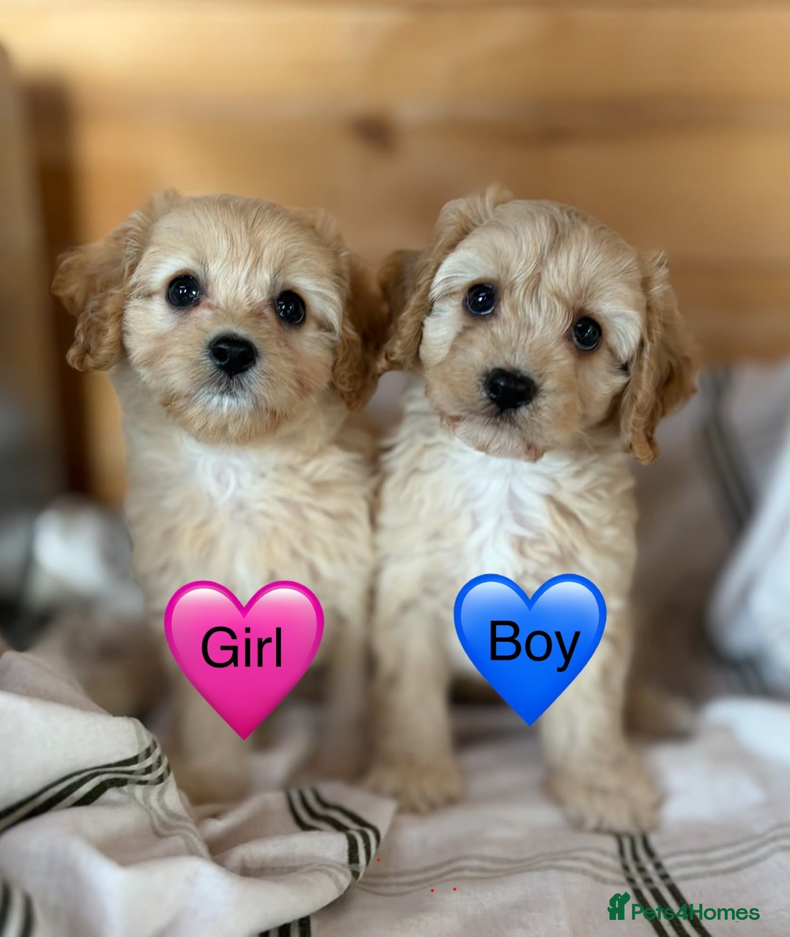 Cavapoo dogs Ready now Cavapoo puppies !!! - Advert 2
