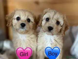 Cavapoo dogs Ready now Cavapoo puppies !!! - Advert 2