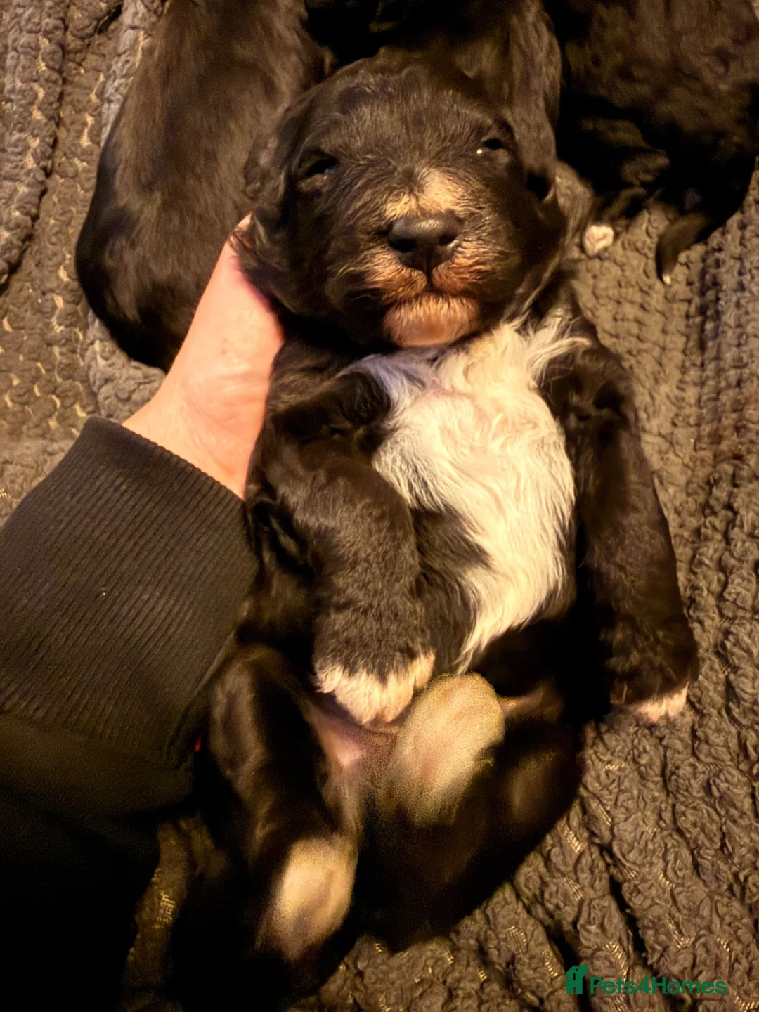 Bordoodle dogs for sale: Border doodle puppies - Advert 2