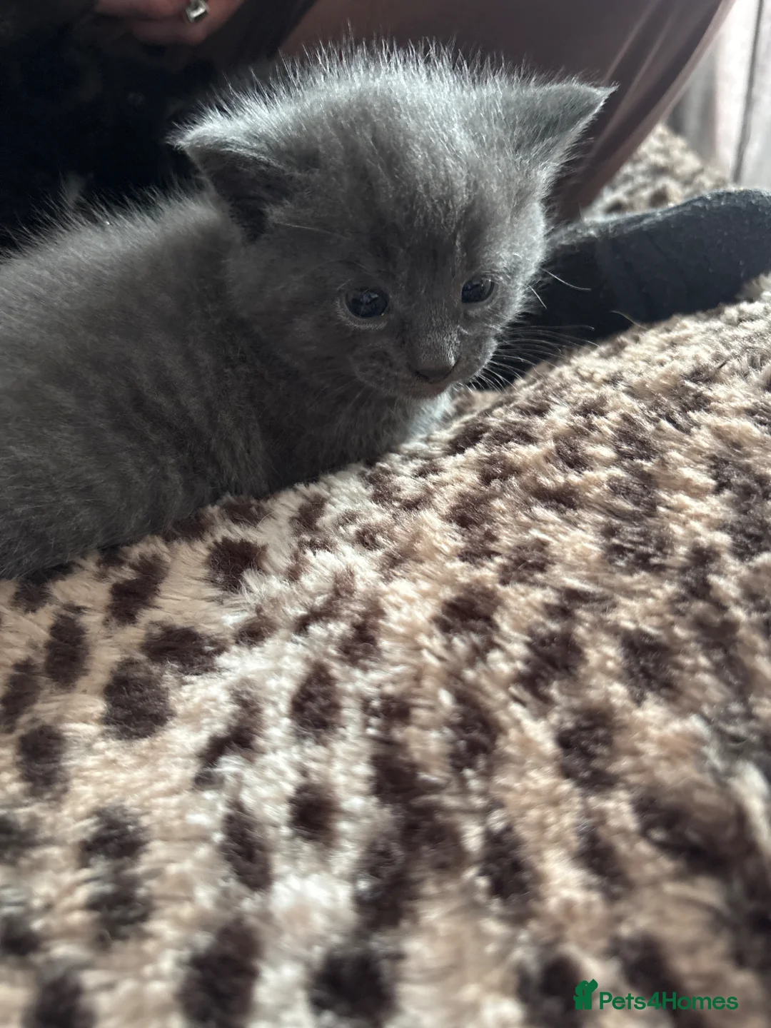 Mixed Breed cats for sale: Cute Litter of mixed breed kittens  - Advert 2