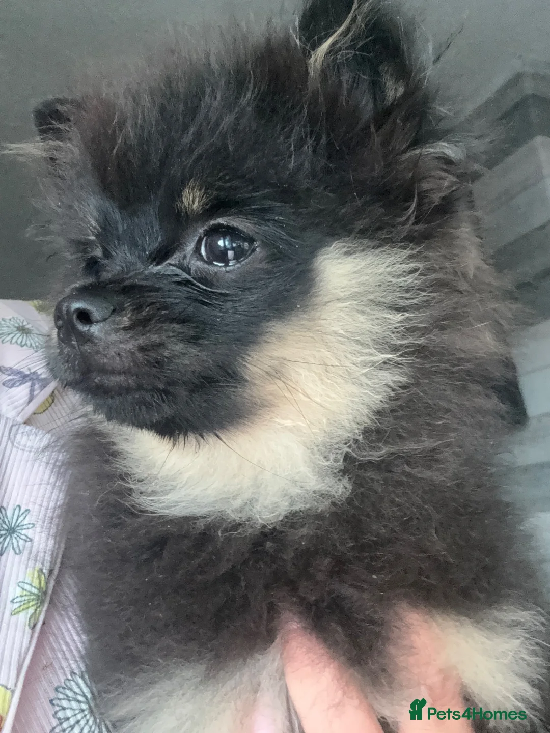 Pomchi dogs for sale: Gorgeous poncho  in Cardiff - Advert 2