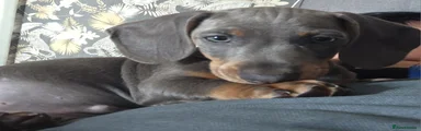 Blue and tan male