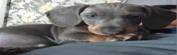 Miniature Dachshund dogs for sale: Miniature Dachshund puppies  - Advert 22