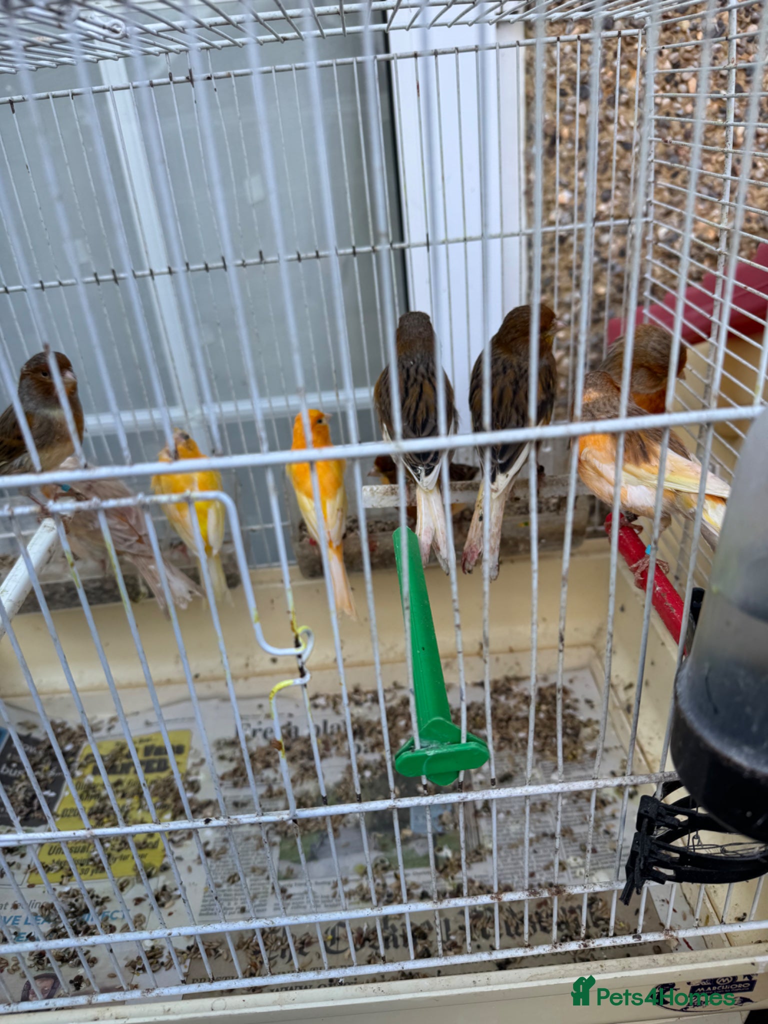 Canaries birds Canary Harlequin for sale - Advert 7