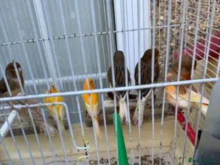 Canaries birds Canary Harlequin for sale - Advert 7