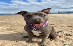 Staffordshire Bull Terrier dogs for sale: Staffordshire bull terrier  - Image 9