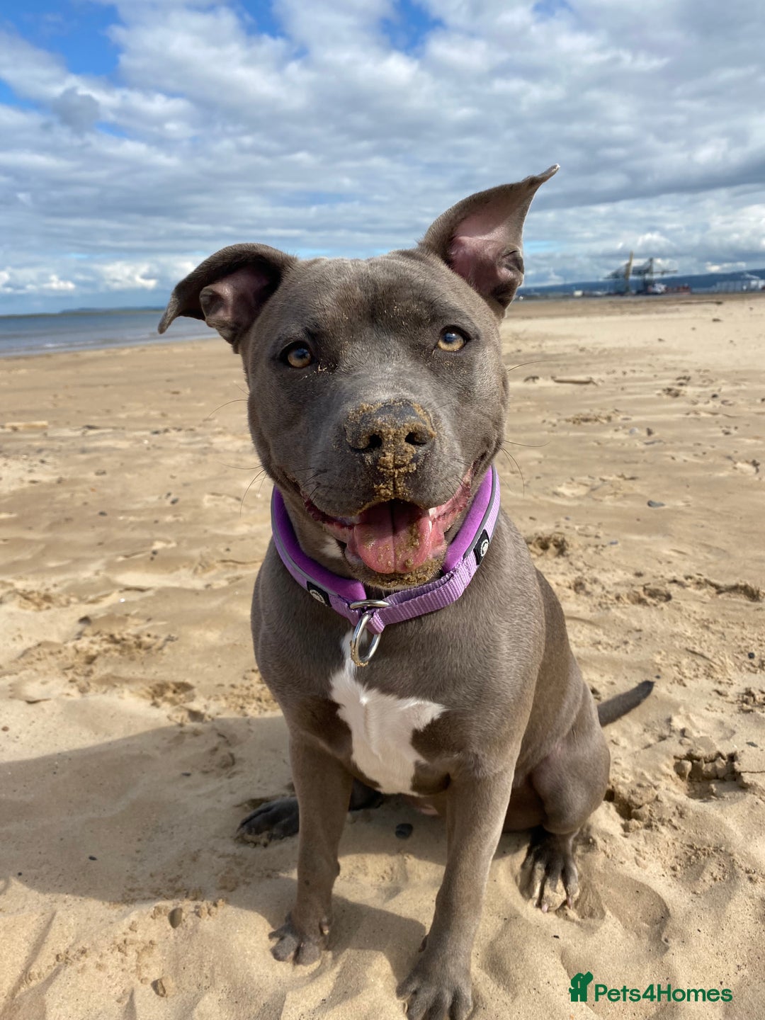 Staffordshire Bull Terrier dogs for sale: Staffordshire bull terrier  - Image 9