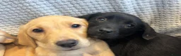 Labrador Retriever dogs for sale: Fox Red & Black Lab Retriever Puppies For Sale - Advert 12
