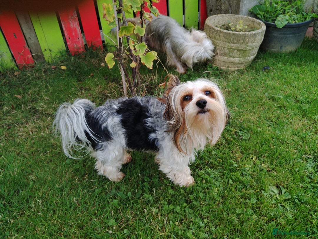 Mixed Breed dogs for sale: Yorkshire Terrier Colourful (Biewer) Puppies - Image 10