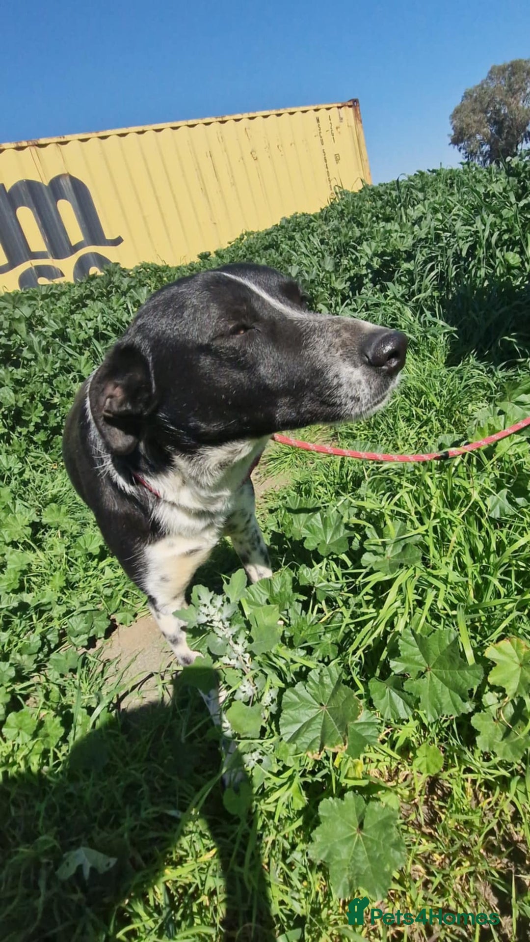 Mixed Breed dogs for adoption: Sergio, sweet cat friendly boy in Liverpool - Image 14