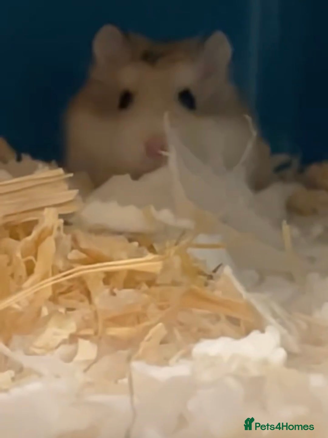 Hamster rodents for sale: Sweet Female Dwarf hamster  - Advert 1