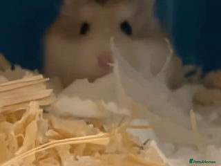 Hamster rodents Sweet Female Dwarf hamster - Advert 1
