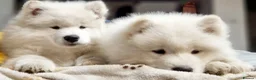 Samoyed dogs for sale: Samoyed puppy KC in Brandon - Advert 8