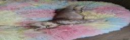 Maine Coon cats for sale: Maine Coon Kittens looking for new loving home in Birmingham - Advert 27
