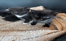 Mixed Breed cats for sale: Kittens for sale - Image 10