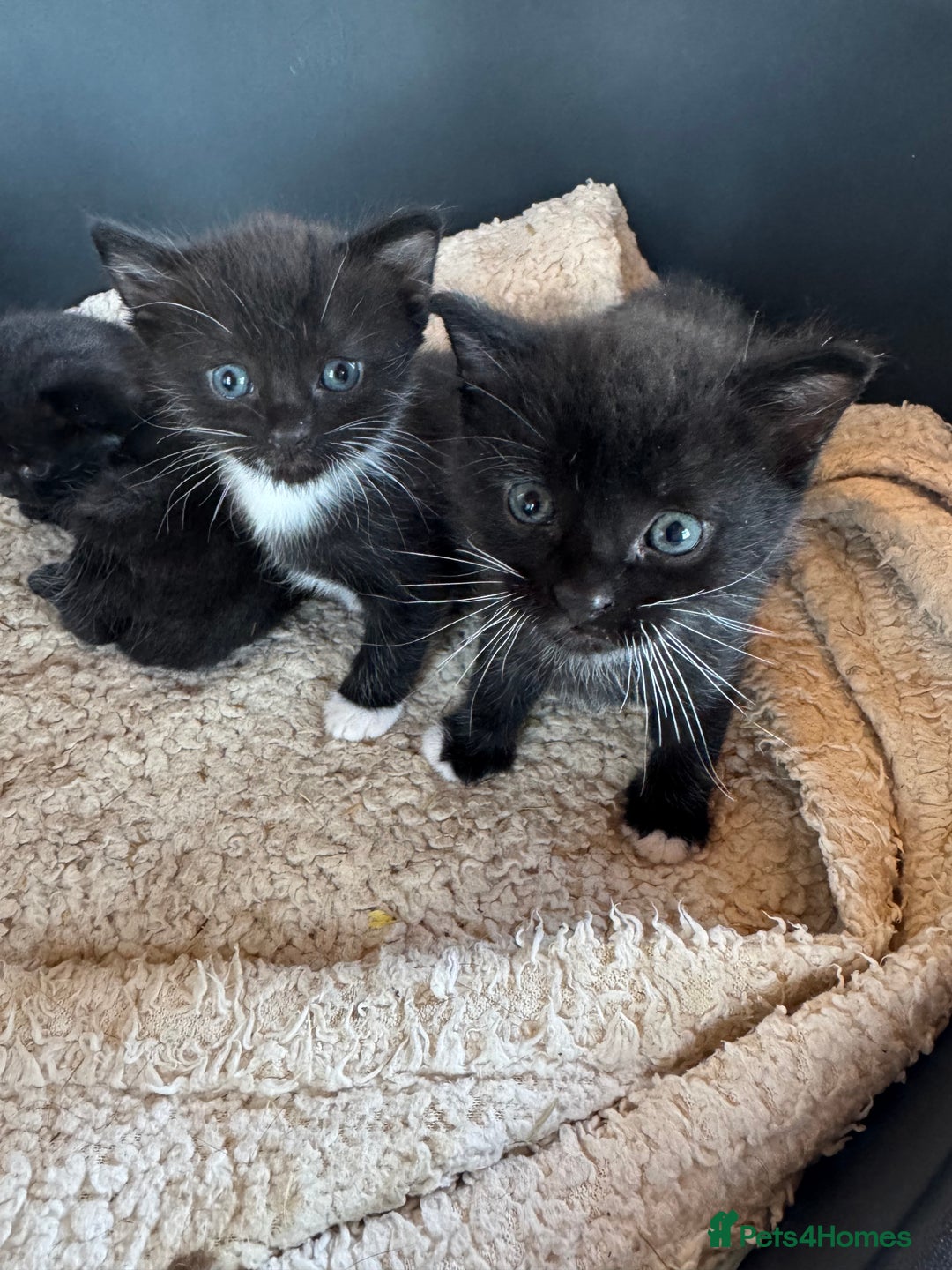 Mixed Breed cats for sale: Kittens for sale - Image 10