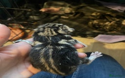 Bengal cats for sale: 9 BENGAL RAGDOLL X KITTENS - Image 6