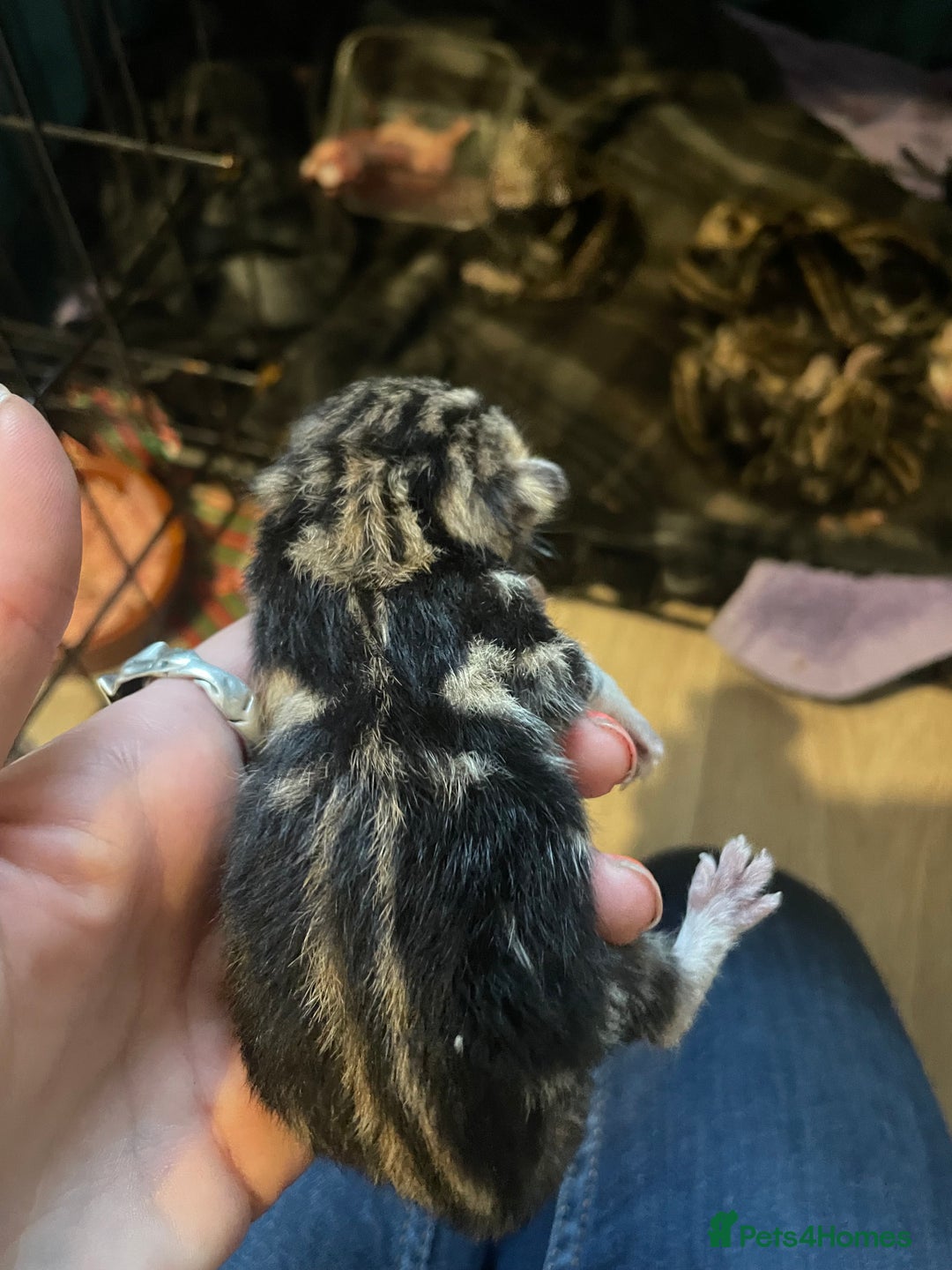 Bengal cats for sale: 9 BENGAL RAGDOLL X KITTENS - Image 6