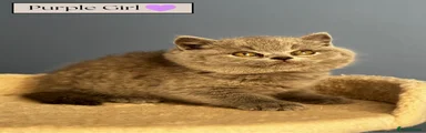 Purple Girl