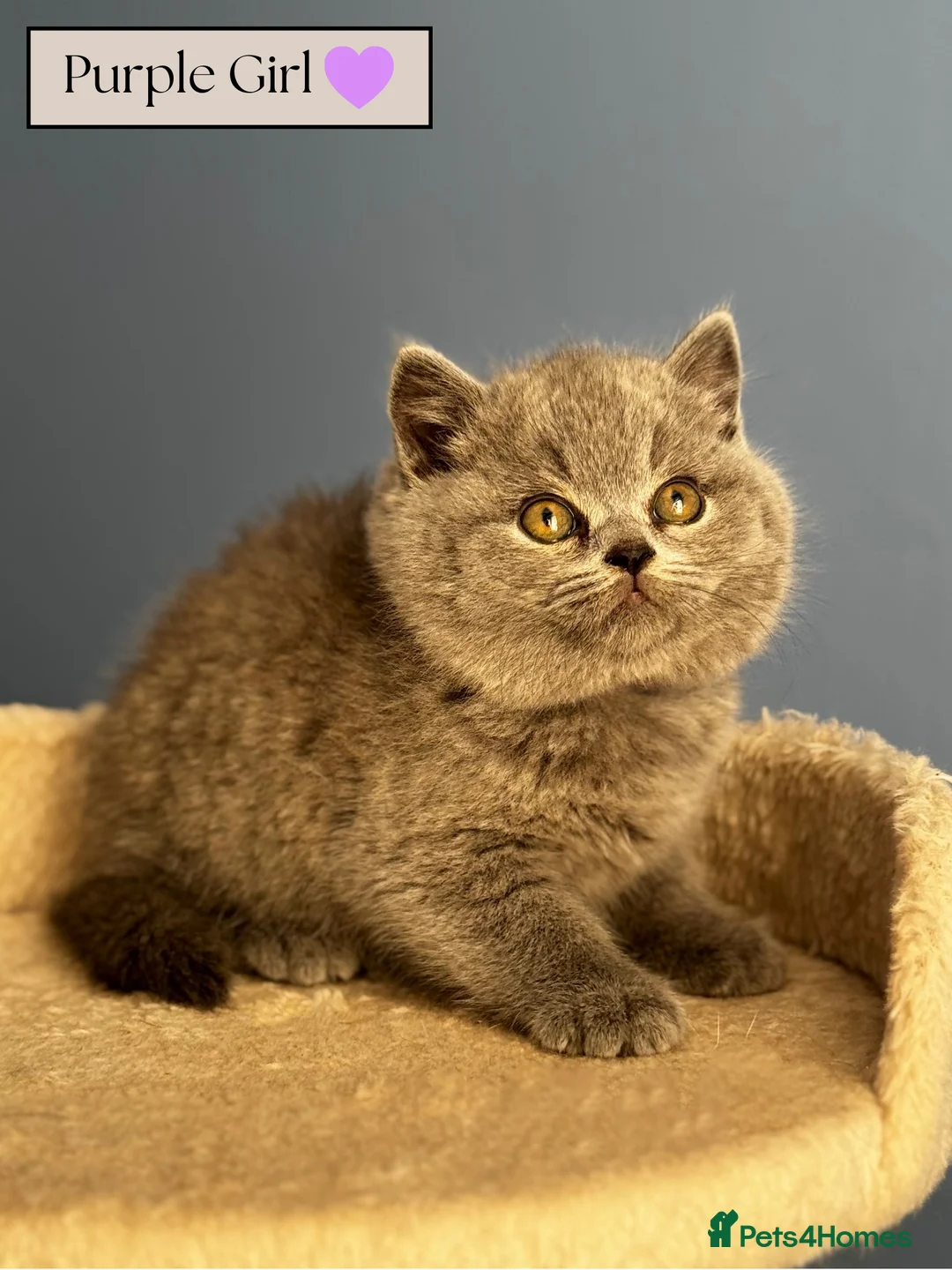 British Shorthair cats for sale: *READY SOON* BRITISH SHORTHAIR KITTENS🐱🩶 - Advert 2