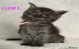 Maine Coon cats for sale: MaineCoon Kittens For Sale Black Smoke - Image 10