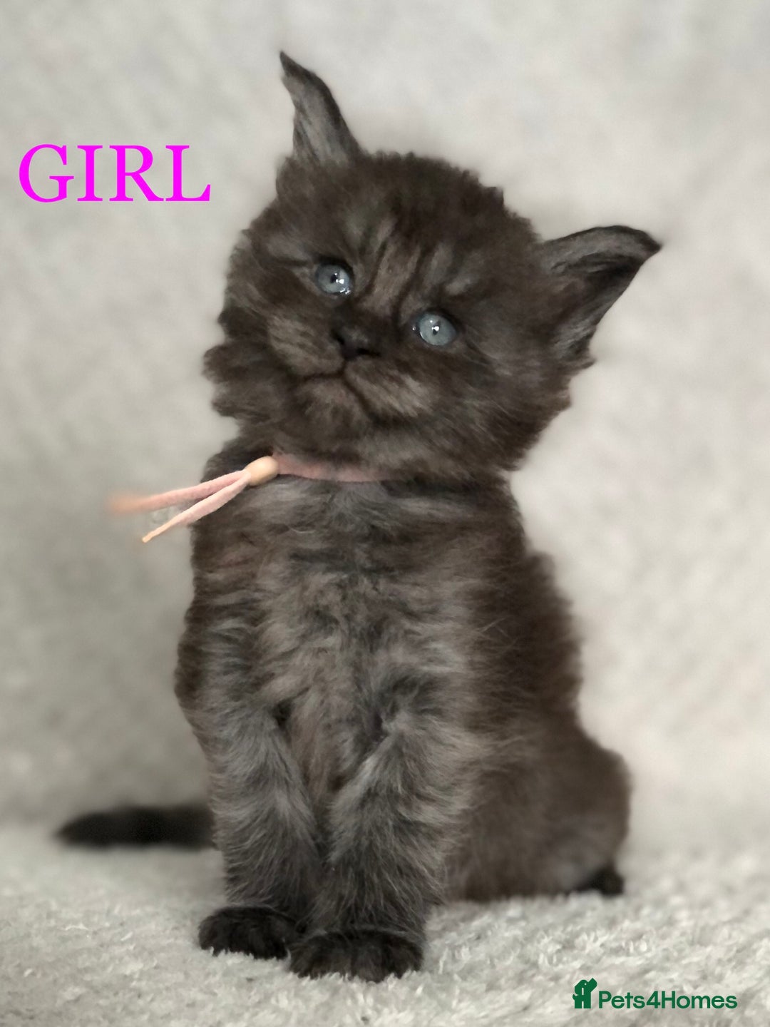 Maine Coon cats for sale: MaineCoon Kittens For Sale Black Smoke - Image 10