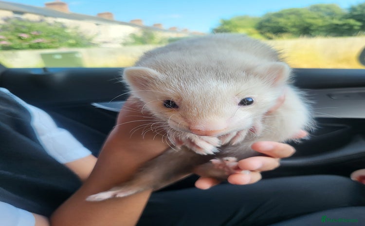 Ferret rodents - Advert 4
