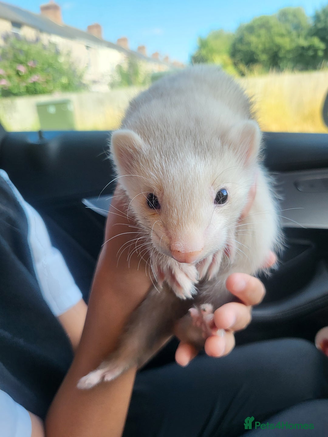 Ferret rodents for sale: Ferret Hob looking for a new home - Image 1