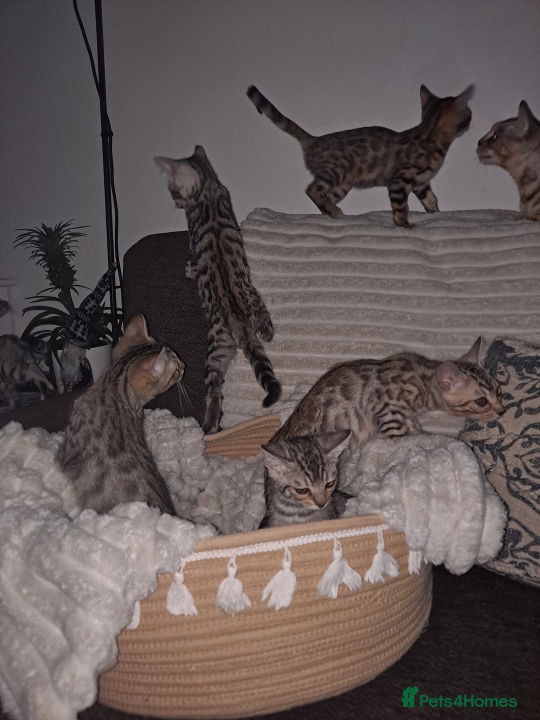 Bengal cats for sale: Beautiful pure begal kittens - Advert 3