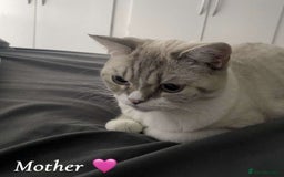 British Shorthair cats for sale: FULL BREED BSH KITTENS  - Image 3