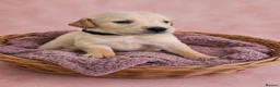 Golden Retriever dogs for sale: READY TO LEAVE 4 girls Golden retriever puppies - Advert 21