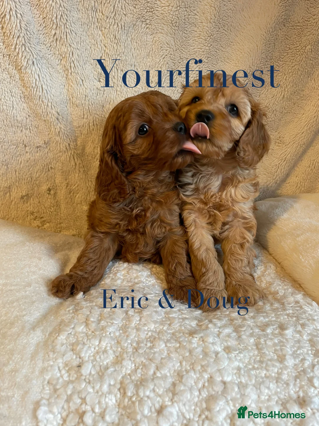 Cavapoo dogs for sale: Perfect F1 Cavapoos ⭐️🩵⭐️🩵⭐️🩵⭐️ in West Malling - Advert 3