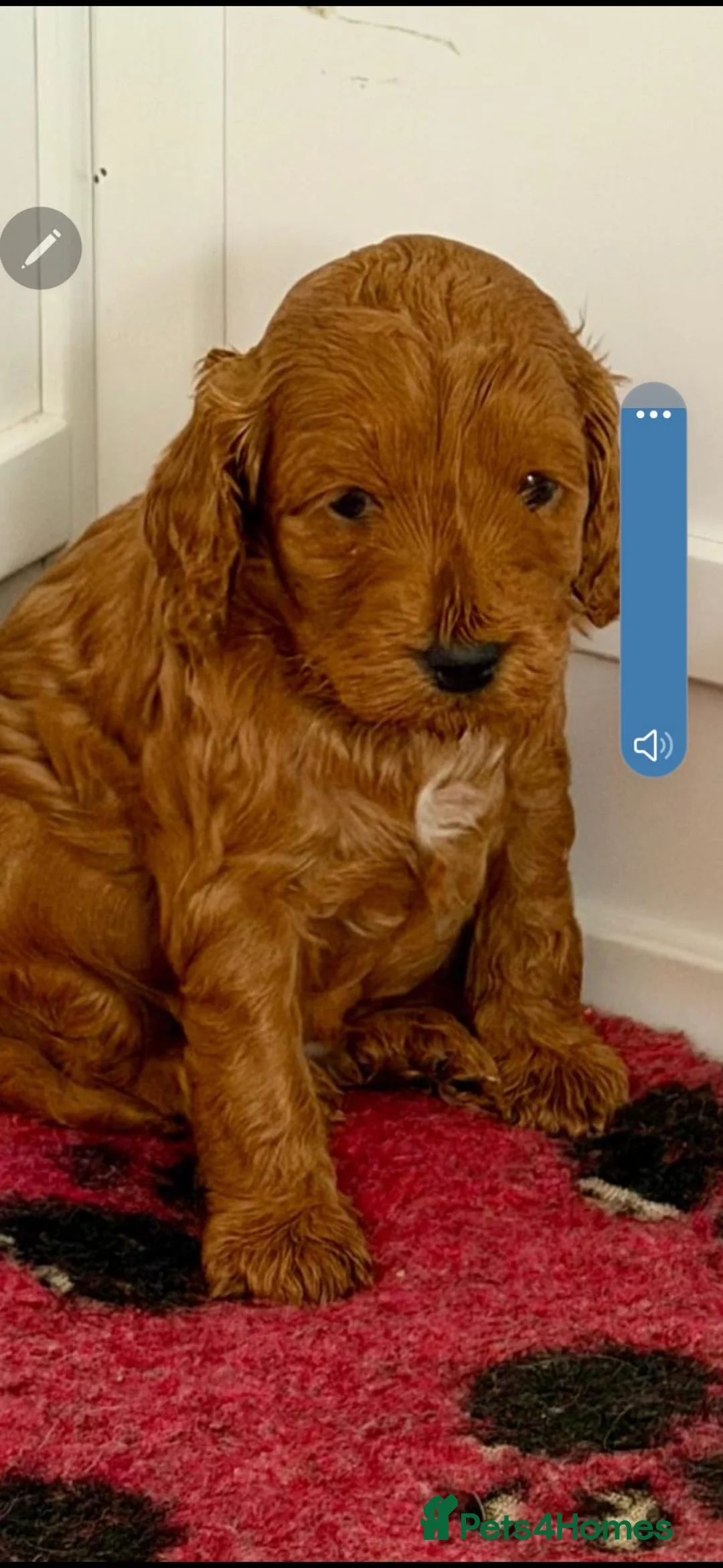 Cockapoo dogs for sale: GORGEOUS F1B cockapoos, 1 boy, 1 girl🥰 - Advert 2