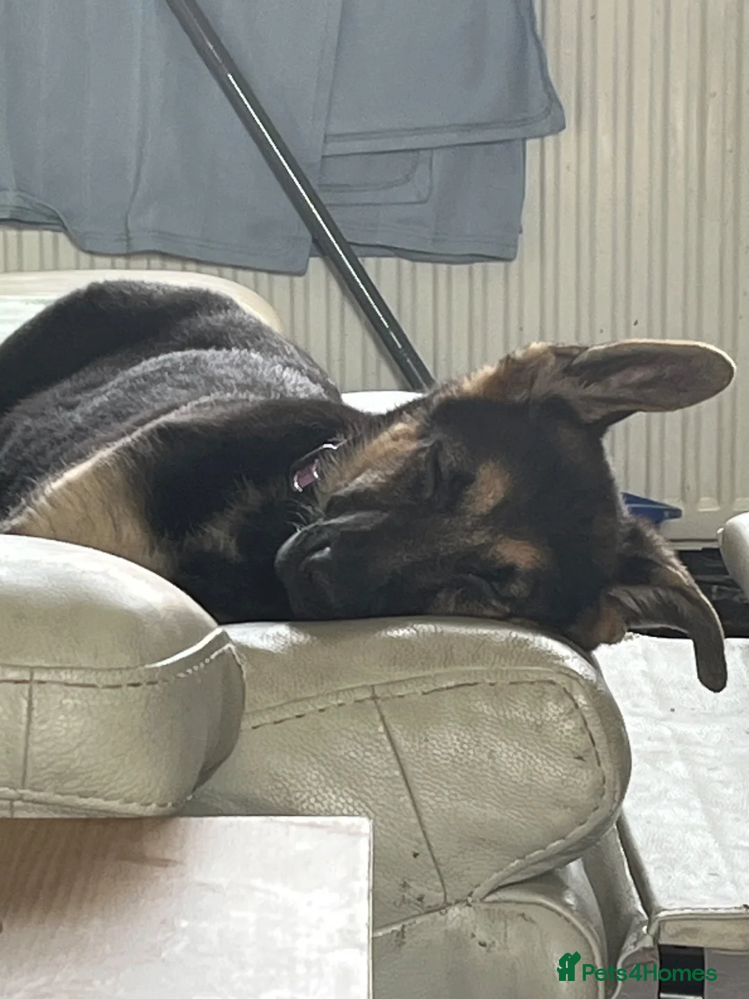 German Shepherd dogs for sale: Gentle young lady in Crook - Advert 9