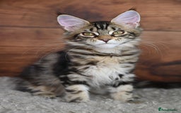 Maine Coon cats for sale: 👑 6 Majestic, health tested Kittens- TICA reg 🧬 - Image 21