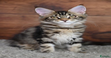 Maine Coon cats - Advert 10