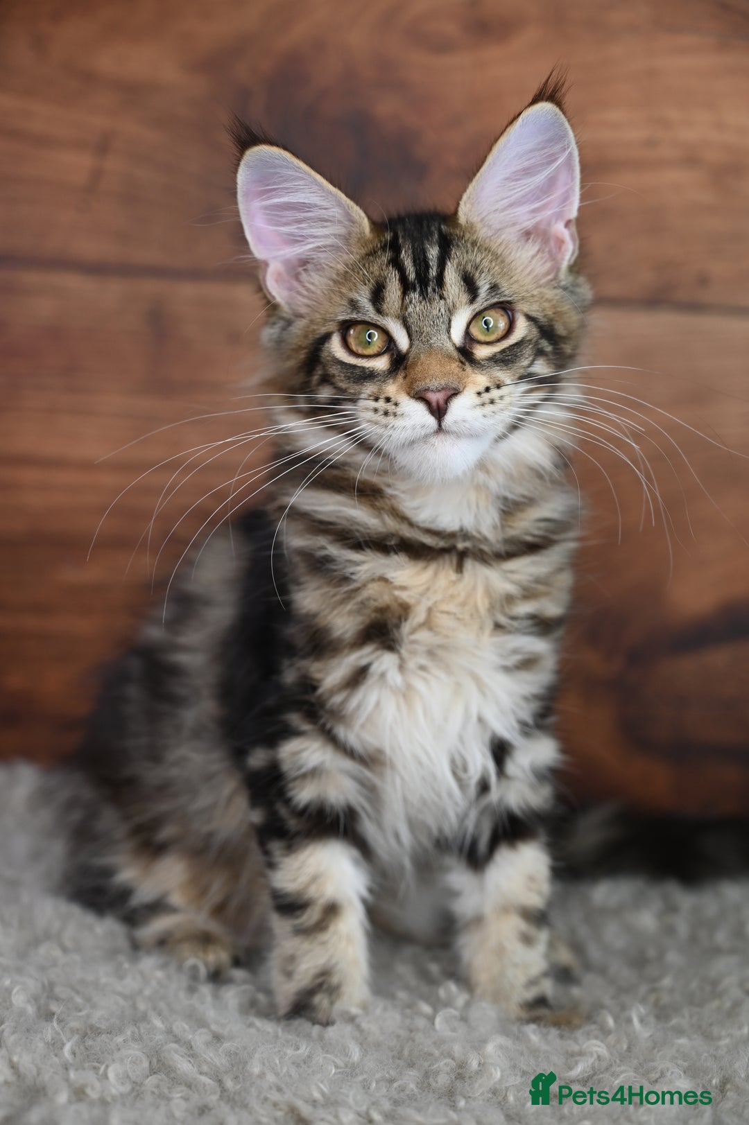 Maine Coon cats for sale: 👑 6 Majestic, health tested Kittens- TICA reg 🧬 - Image 21