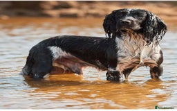 English Springer Spaniel dogs for sale: English Springer Spaniel Pups - Image 3