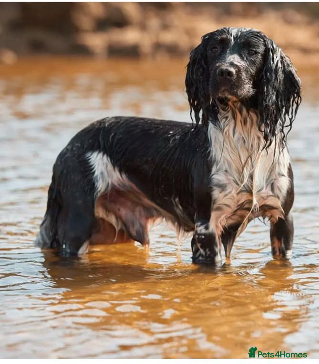 English Springer Spaniel dogs for sale: English Springer Spaniel Pups - Image 3