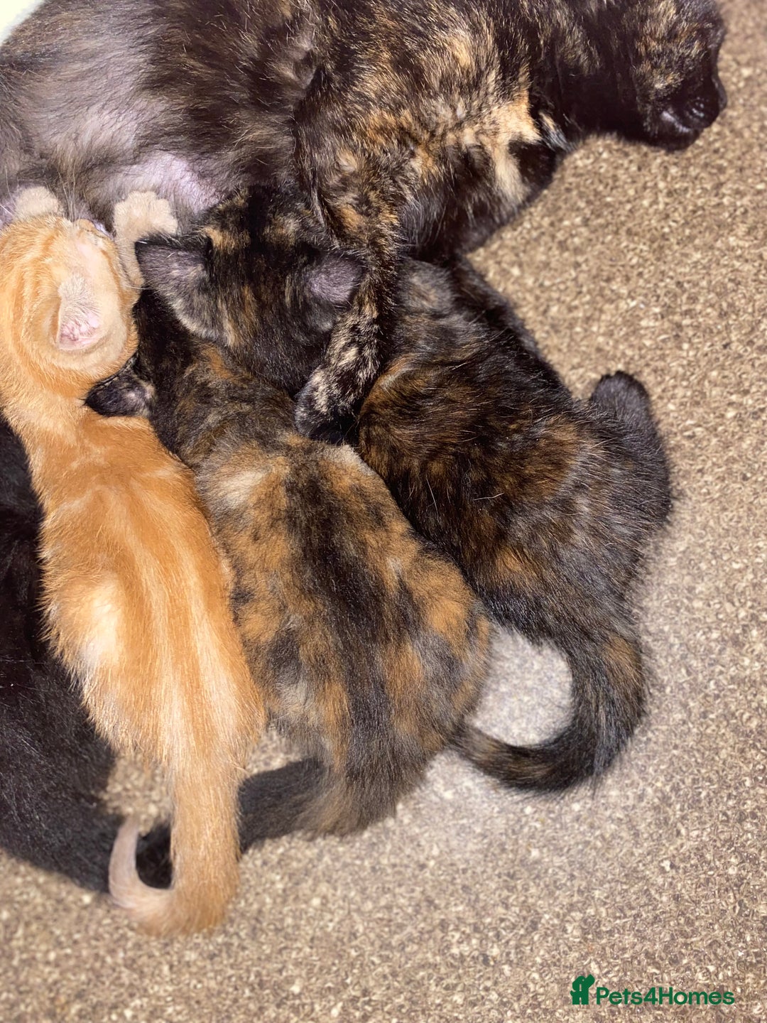 Mixed Breed cats for sale: Beautiful kittens for sale  - Image 2