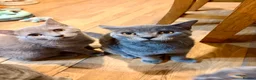 British Shorthair cats for sale: Gorgeous British Shorthair kittens ready to leave. - Advert 9